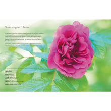 Load image into Gallery viewer, Vintage Roses: Beautiful Varieties For Home & Garden