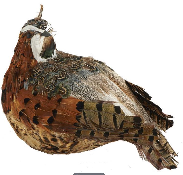 Brown and Green Quail