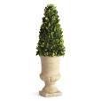Cone Topiary 24